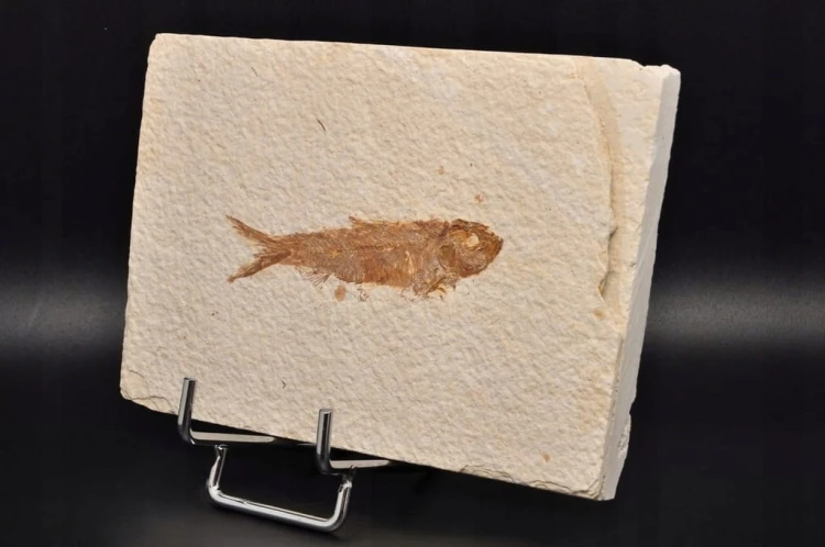 * SKAMIENIAŁA RYBA KNIGHTIA EOCEANA ORYGINALNA PROSTOKĄTNA PŁYTKA NR 6 *