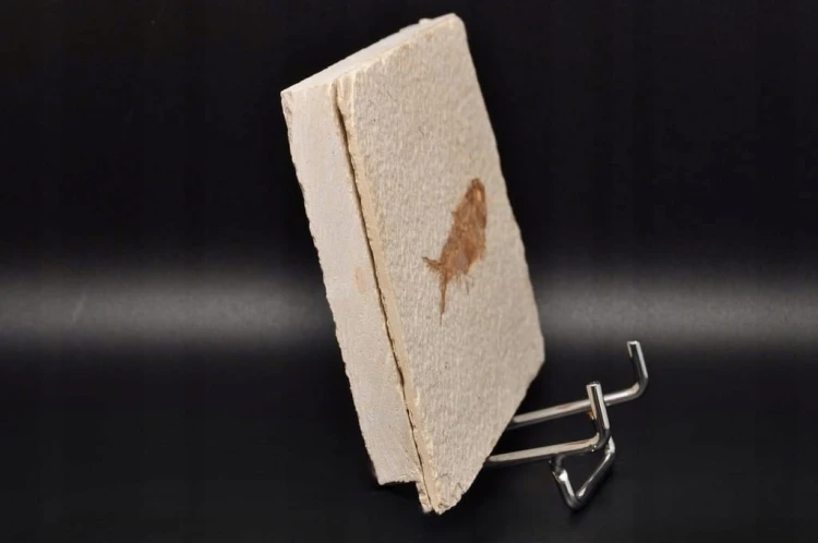 * SKAMIENIAŁA RYBA KNIGHTIA EOCEANA ORYGINALNA PROSTOKĄTNA PŁYTKA NR 6 *