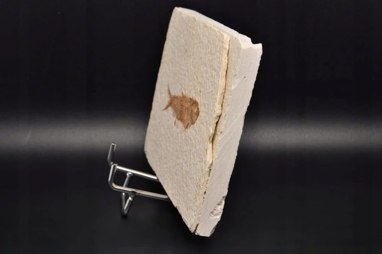 * SKAMIENIAŁA RYBA KNIGHTIA EOCEANA ORYGINALNA PROSTOKĄTNA PŁYTKA NR 6 *