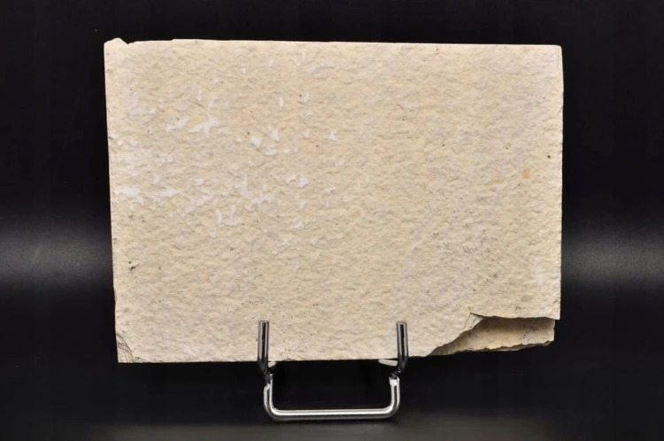 * SKAMIENIAŁA RYBA KNIGHTIA EOCEANA ORYGINALNA PROSTOKĄTNA PŁYTKA NR 6 *