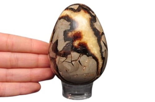 * SEPTARIA MADAGASKAR JAJKO PRZEPIĘKNA DEKORACJA ŚLICZNY OKAZ NR EGG38 *