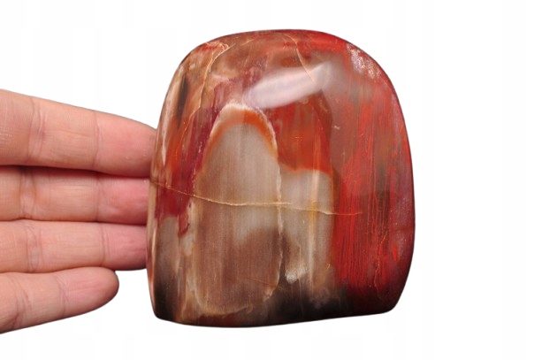 * SKAMIENIAŁE DREWNO MADAGASKAR DOSKONAŁY MINERAŁ DO DEKORACJI NR 8 *