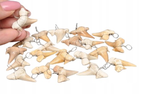 * ZĄB PREHISTORYCZNEGO REKINA MAROKO ZAWIESZKA PRAWDZIWA SKAMIELINA M *