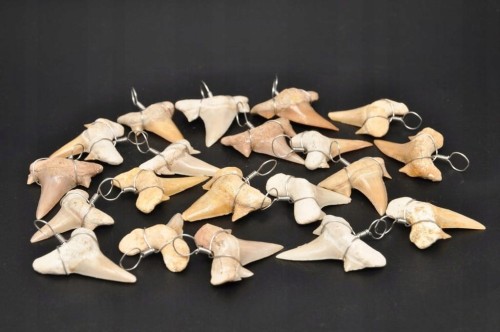 * ZĄB PREHISTORYCZNEGO REKINA MAROKO ZAWIESZKA PRAWDZIWA SKAMIELINA M *