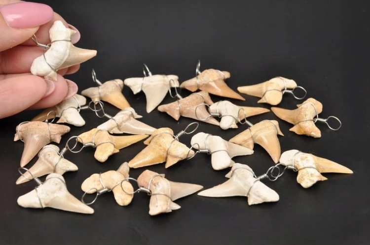 * ZĄB PREHISTORYCZNEGO REKINA MAROKO ZAWIESZKA PRAWDZIWA SKAMIELINA M *