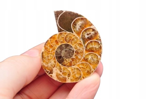 * AMONIT MADAGASKAR POŁOWA AMONITA SKAMIENIAŁOŚĆ PIĘKNY NATURALNY WZÓR 4A *