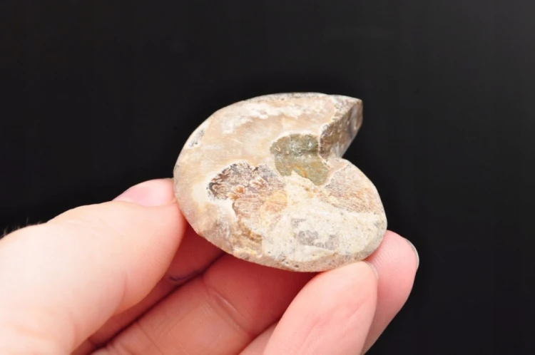 * AMONIT MADAGASKAR POŁOWA AMONITA SKAMIENIAŁOŚĆ PIĘKNY NATURALNY WZÓR 4A *