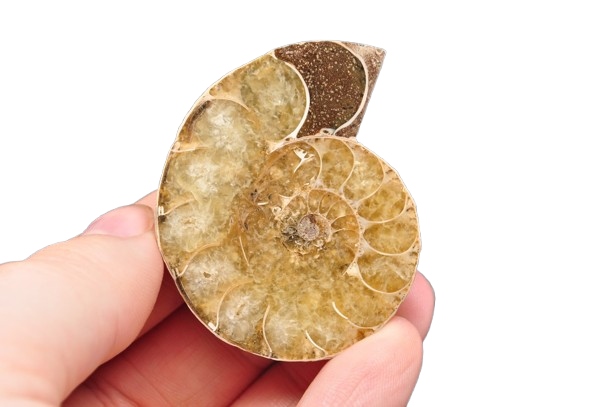* AMONIT MADAGASKAR POŁOWA AMONITA SKAMIENIAŁOŚĆ JAKO DEKORACJA NR 1A *