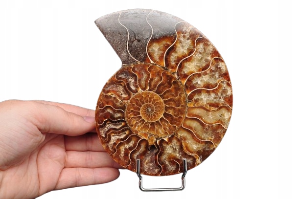 * AMONIT MADAGASKAR POŁOWA AMONITA NATURALNA SKAMIENIAŁOŚĆ NR 4B *