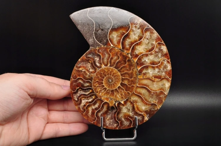 * AMONIT MADAGASKAR POŁOWA AMONITA NATURALNA SKAMIENIAŁOŚĆ NR 4B *
