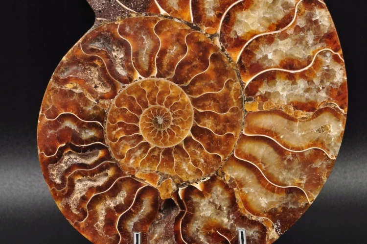 * AMONIT MADAGASKAR POŁOWA AMONITA NATURALNA SKAMIENIAŁOŚĆ NR 4B *