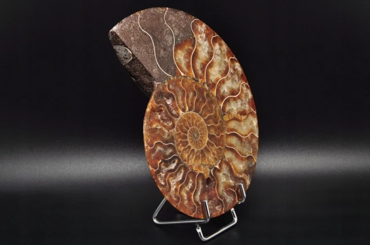 * AMONIT MADAGASKAR POŁOWA AMONITA NATURALNA SKAMIENIAŁOŚĆ NR 4B *