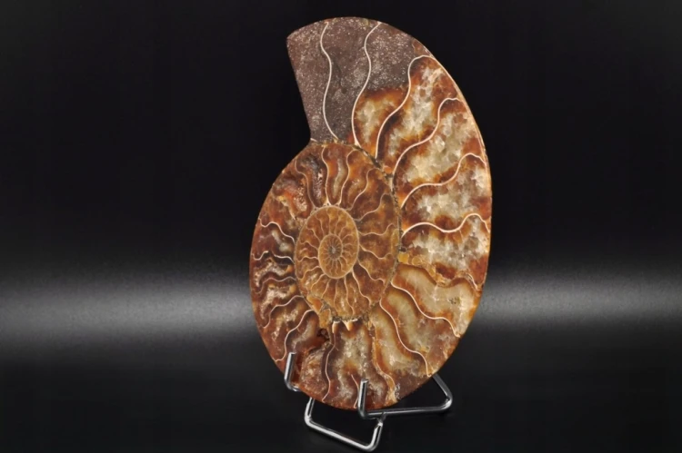 * AMONIT MADAGASKAR POŁOWA AMONITA NATURALNA SKAMIENIAŁOŚĆ NR 4B *