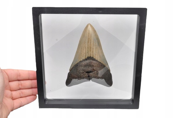 * MEGALODON REKIN SKAMIENIAŁY ZĄB MEGALODONA DUŻY KOLEKCJONERSKI OKAZ NR 1