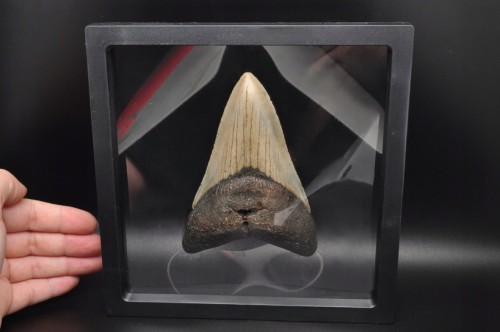 * MEGALODON REKIN SKAMIENIAŁY ZĄB MEGALODONA DUŻY KOLEKCJONERSKI OKAZ NR 1