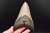 * MEGALODON REKIN SKAMIENIAŁY ZĄB MEGALODONA DUŻY KOLEKCJONERSKI OKAZ NR 1