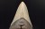 * MEGALODON REKIN SKAMIENIAŁY ZĄB MEGALODONA DUŻY KOLEKCJONERSKI OKAZ NR 1