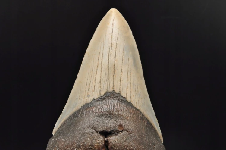 * MEGALODON REKIN SKAMIENIAŁY ZĄB MEGALODONA DUŻY KOLEKCJONERSKI OKAZ NR 1