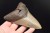 * MEGALODON REKIN SKAMIENIAŁY ZĄB MEGALODONA DUŻY KOLEKCJONERSKI OKAZ NR 1