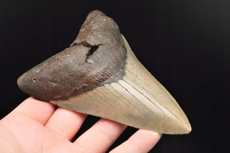 * MEGALODON REKIN SKAMIENIAŁY ZĄB MEGALODONA DUŻY KOLEKCJONERSKI OKAZ NR 1