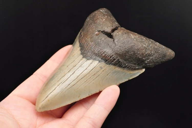 * MEGALODON REKIN SKAMIENIAŁY ZĄB MEGALODONA DUŻY KOLEKCJONERSKI OKAZ NR 1
