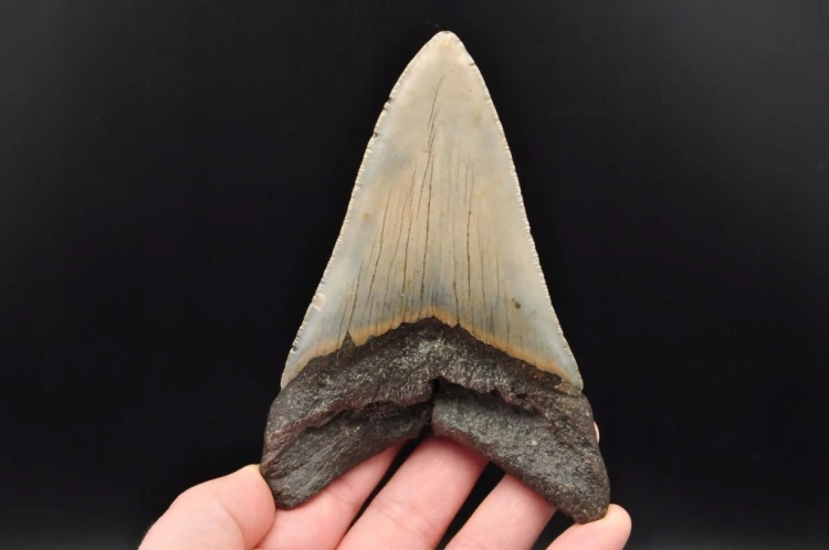 * MEGALODON REKIN SKAMIENIAŁY ZĄB MEGALODONA DUŻY KOLEKCJONERSKI OKAZ NR 1