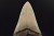 * MEGALODON REKIN SKAMIENIAŁY ZĄB MEGALODONA DUŻY KOLEKCJONERSKI OKAZ NR 1