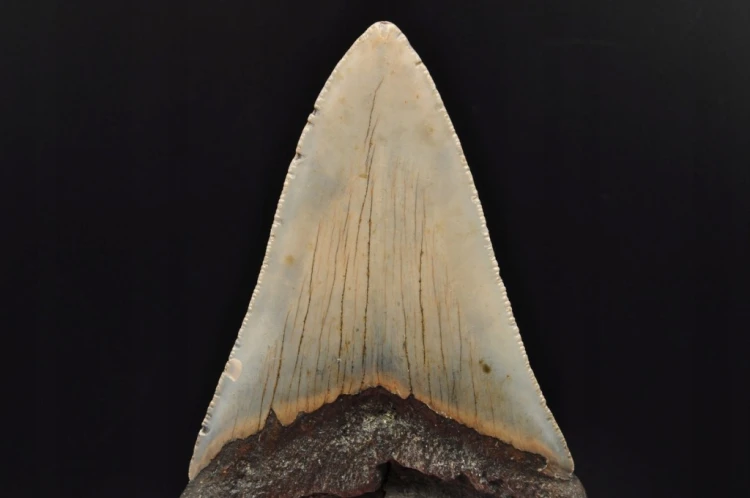 * MEGALODON REKIN SKAMIENIAŁY ZĄB MEGALODONA DUŻY KOLEKCJONERSKI OKAZ NR 1