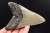 * MEGALODON REKIN SKAMIENIAŁY ZĄB MEGALODONA DUŻY KOLEKCJONERSKI OKAZ NR 1