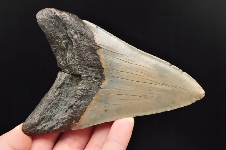 * MEGALODON REKIN SKAMIENIAŁY ZĄB MEGALODONA DUŻY KOLEKCJONERSKI OKAZ NR 1