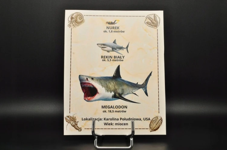 * MEGALODON REKIN SKAMIENIAŁY ZĄB MEGALODONA DUŻY KOLEKCJONERSKI OKAZ NR 1
