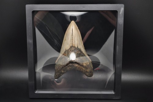 * MEGALODON REKIN SKAMIENIAŁY ZĄB MEGALODONA ORYGINALNY OKAZ DO KOLEKCJI 2