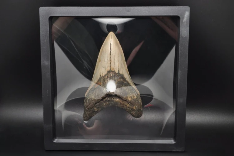* MEGALODON REKIN SKAMIENIAŁY ZĄB MEGALODONA ORYGINALNY OKAZ DO KOLEKCJI 2