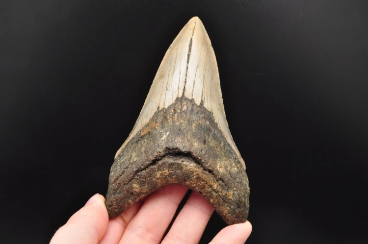 * MEGALODON REKIN SKAMIENIAŁY ZĄB MEGALODONA ORYGINALNY OKAZ DO KOLEKCJI 2