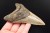 * MEGALODON REKIN SKAMIENIAŁY ZĄB MEGALODONA ORYGINALNY OKAZ DO KOLEKCJI 2