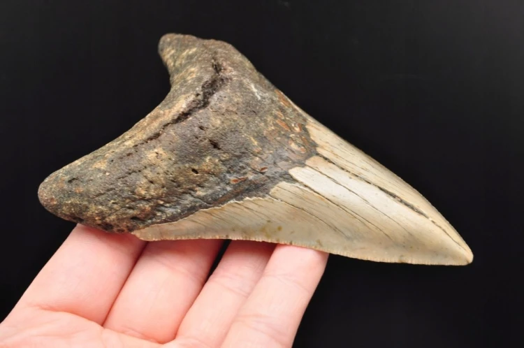 * MEGALODON REKIN SKAMIENIAŁY ZĄB MEGALODONA ORYGINALNY OKAZ DO KOLEKCJI 2
