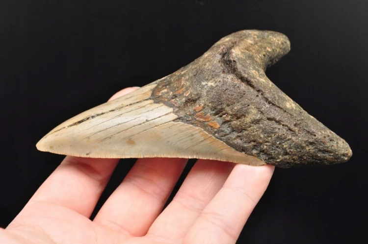 * MEGALODON REKIN SKAMIENIAŁY ZĄB MEGALODONA ORYGINALNY OKAZ DO KOLEKCJI 2
