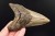 * MEGALODON REKIN SKAMIENIAŁY ZĄB MEGALODONA ORYGINALNY OKAZ DO KOLEKCJI 2