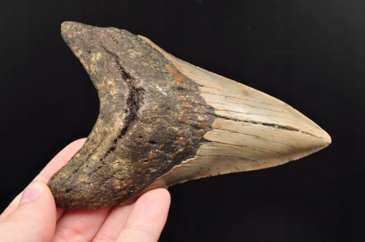 * MEGALODON REKIN SKAMIENIAŁY ZĄB MEGALODONA ORYGINALNY OKAZ DO KOLEKCJI 2