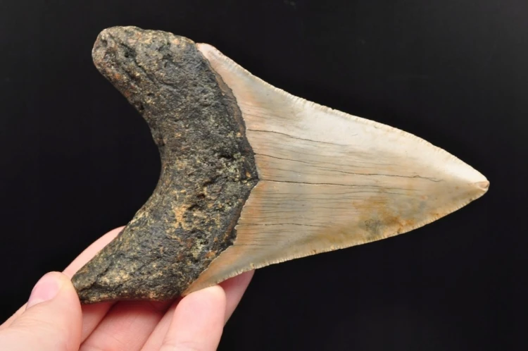* MEGALODON REKIN SKAMIENIAŁY ZĄB MEGALODONA ORYGINALNY OKAZ DO KOLEKCJI 2