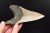 * MEGALODON REKIN SKAMIENIAŁY ZĄB MEGALODONA ORYGINALNY OKAZ DO KOLEKCJI 2