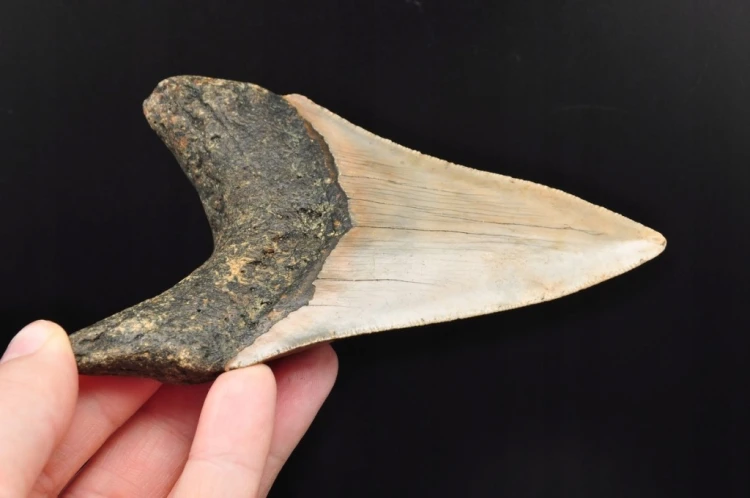 * MEGALODON REKIN SKAMIENIAŁY ZĄB MEGALODONA ORYGINALNY OKAZ DO KOLEKCJI 2