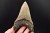 * MEGALODON REKIN SKAMIENIAŁY ZĄB MEGALODONA ORYGINALNY OKAZ DO KOLEKCJI 2