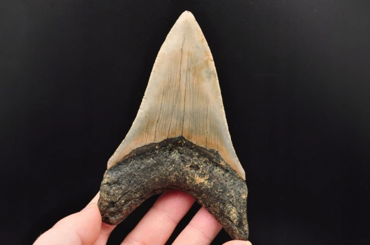 * MEGALODON REKIN SKAMIENIAŁY ZĄB MEGALODONA ORYGINALNY OKAZ DO KOLEKCJI 2