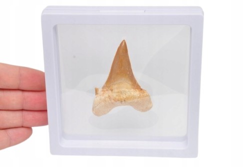 * ZĄB REKINA W RAMCE 3D SKAMIENIAŁOŚĆ DO KOLEKCJI NATURALNY ZĄB NR 4 *