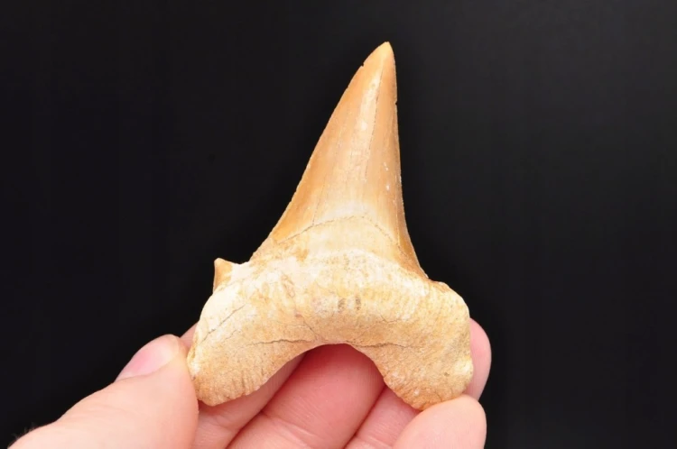 * ZĄB REKINA W RAMCE 3D SKAMIENIAŁOŚĆ DO KOLEKCJI NATURALNY ZĄB NR 4 *