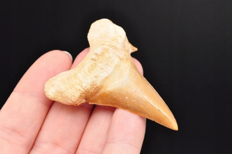 * ZĄB REKINA W RAMCE 3D SKAMIENIAŁOŚĆ DO KOLEKCJI NATURALNY ZĄB NR 4 *