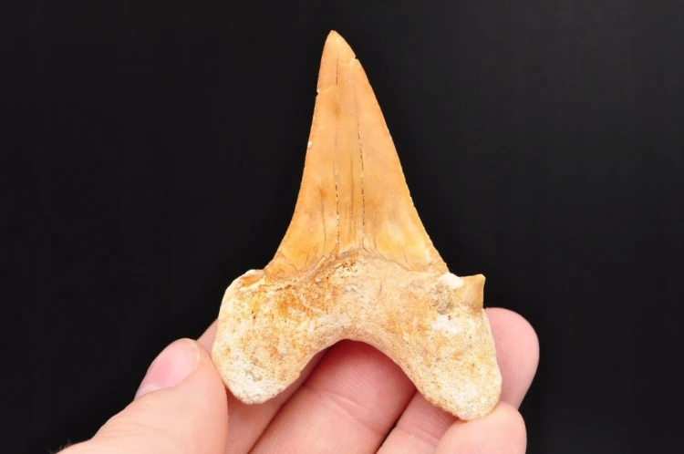 * ZĄB REKINA W RAMCE 3D SKAMIENIAŁOŚĆ DO KOLEKCJI NATURALNY ZĄB NR 4 *