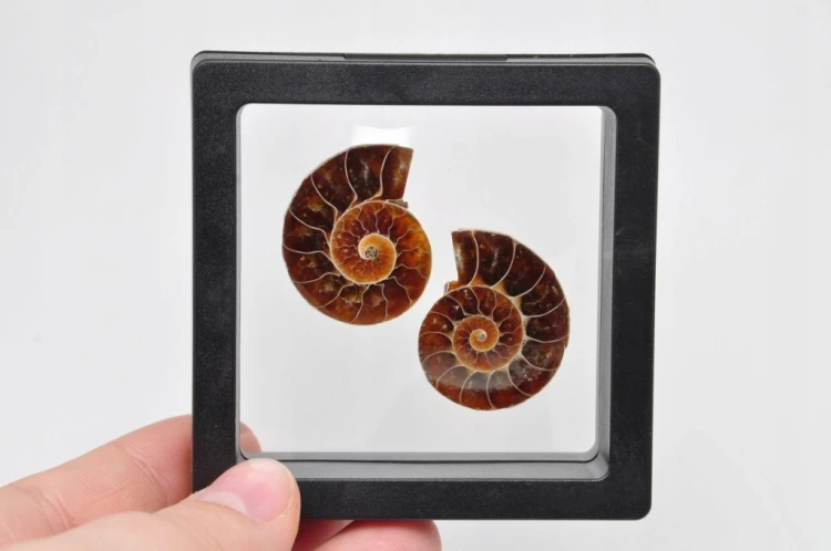 * AMONIT KOMPLET MADAGASKAR SKAMIENIAŁOŚĆ W RAMCE 3D DOBRA JAKOŚĆ NR 5 *