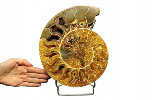 * AMONIT MADAGASKAR ORYGINALNA SKAMIELINA DUŻY OKAZ DO KOLEKCJI NR 5 *